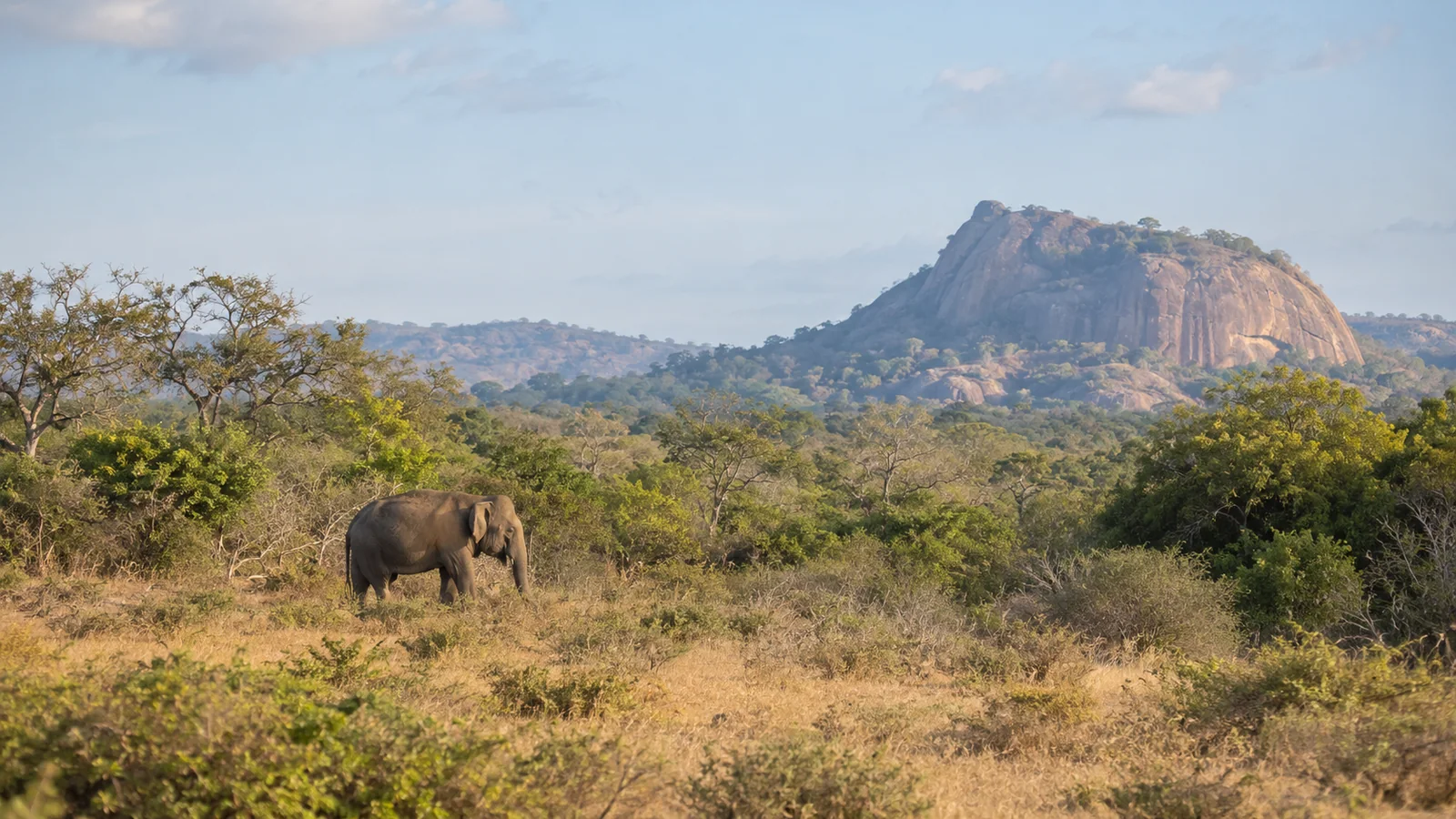 ヤーラの野生動物と景色をイメージした生成画像